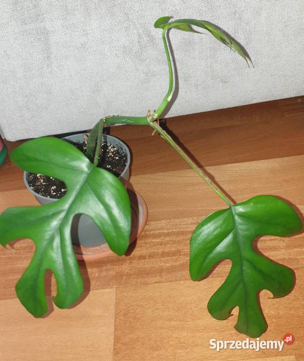 Monstera Minima Rhaphidophora tetrasperma Warszawa