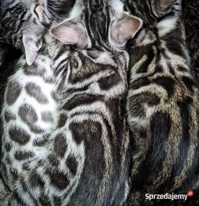 Srebrne kocięta bengalskie Bengalski Lubliniec