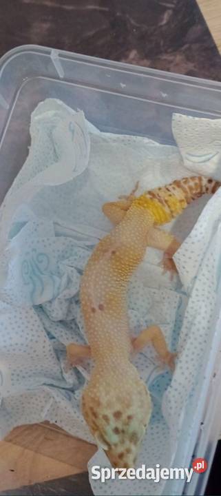 gekoneublefar lamparci Gady i płazy