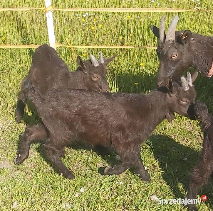 Sprzedam kózki i koziołki sprzedam