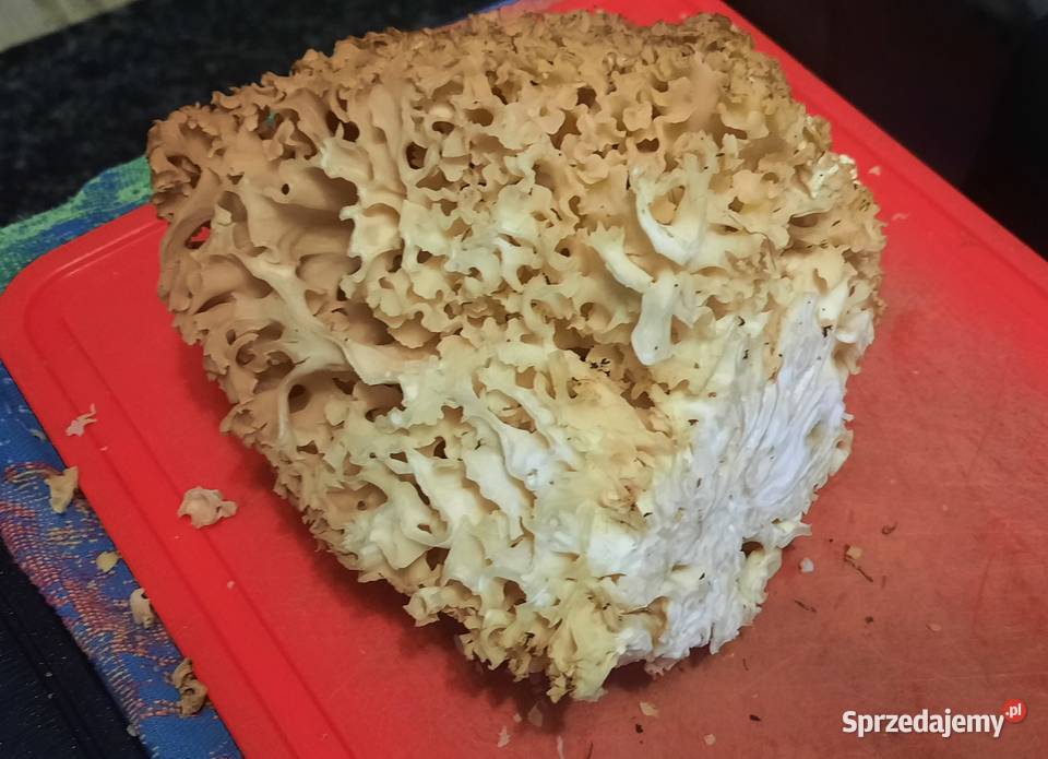 Siedzuń sosnowy suszony Koszalin