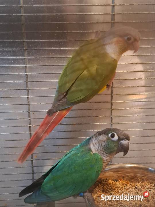 Papugi rudosterki Wadowice