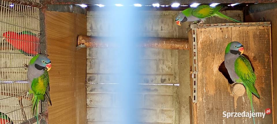 Aleksandretty chińskie samce 2023 DNA Modrolotki Rybnik