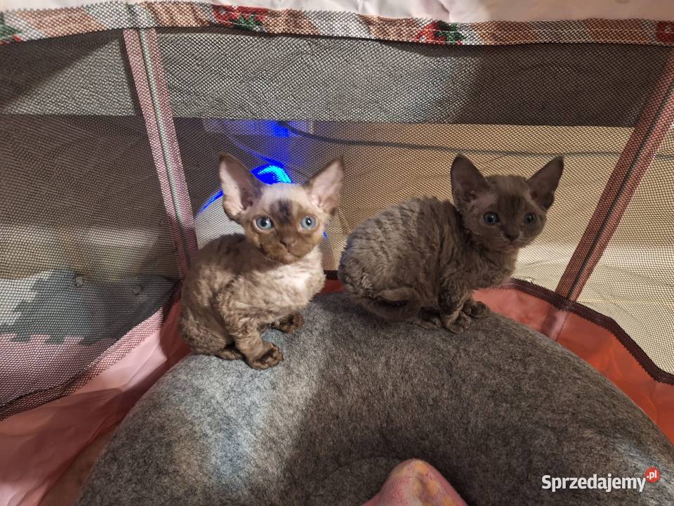 Czekoladowy kocurek devon rex Warszawa