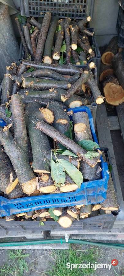 Owocowe drewno do wędzenia Rydultowy