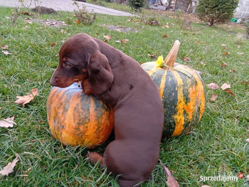 Jamniki brązowe 2 Psy lubelskie Garbów