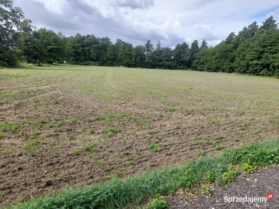 Działka budowlana 57 arów lesie cisza spokój 5700m2