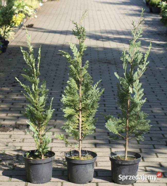 Cyprysik lawsona Columnaris Osiny