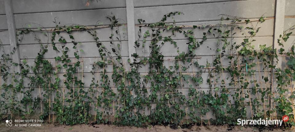 Żywopłot Bluszcz Hedera zimozielony posadzenie mazowieckie Jasieniec