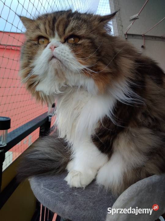 Kot perski reproduktor Sosnowiec