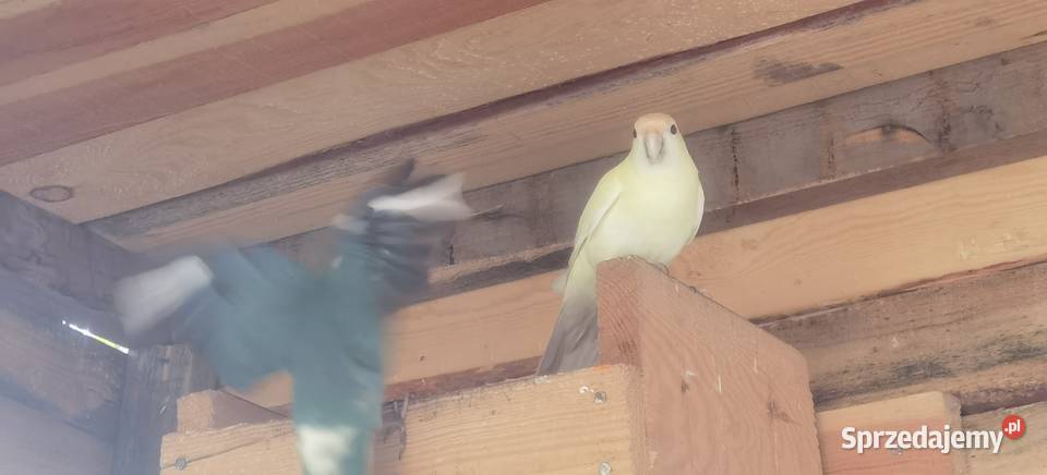 Sprzedam papugi faliste modrolotki Łęka Opatowska