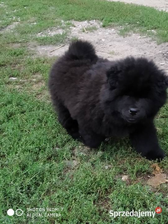 chow chow Łomża