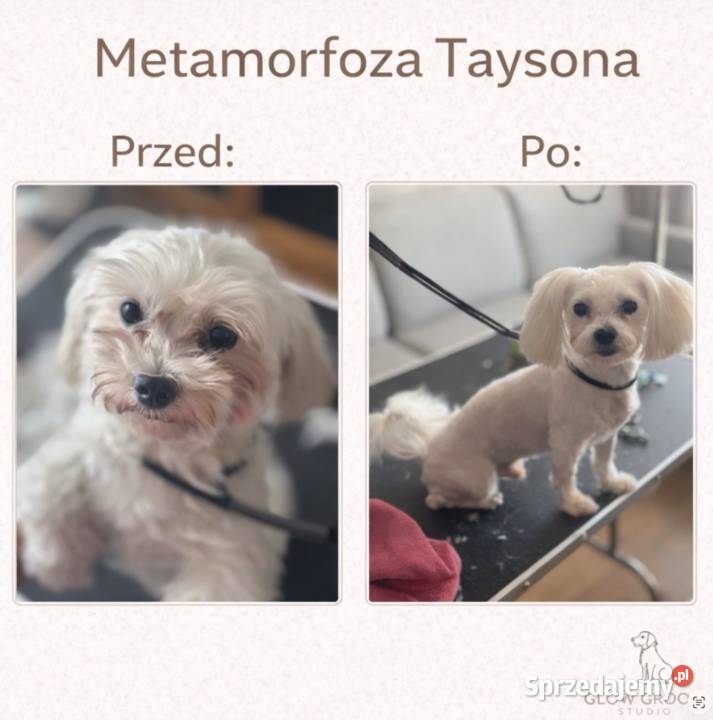 Strzyżenie psów Łódź i szybkie terminy dojazd do