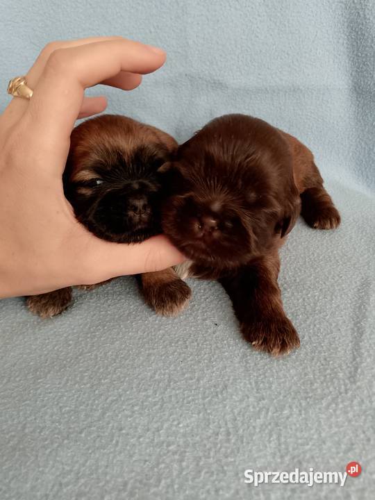 Piękny piesek rasy ShihTzu sprzedam