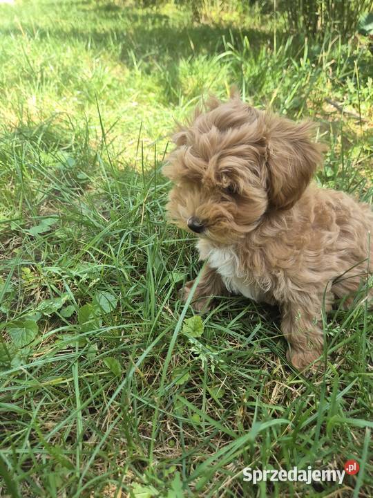 Szczeniak Maltipoo malutki hodowla MINIMIX Rzeszów sprzedam