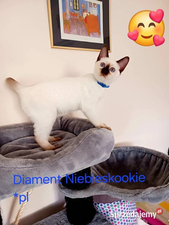 Kocurek tajski Diament z hodowli Niebieskookie Miedzna