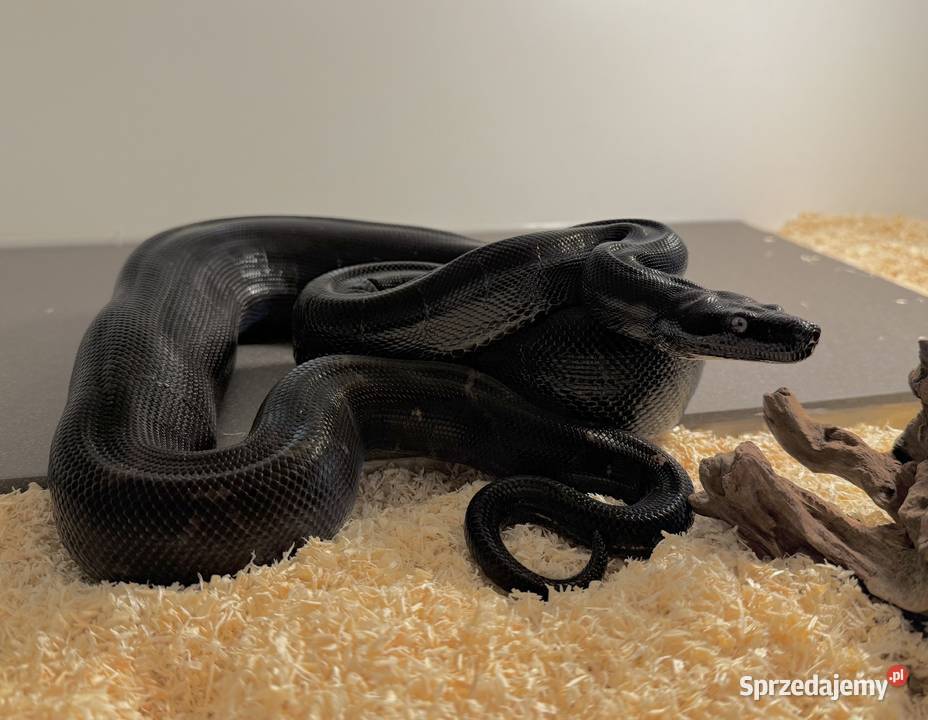 Boa Imperator Motley IMG Bydgoszcz