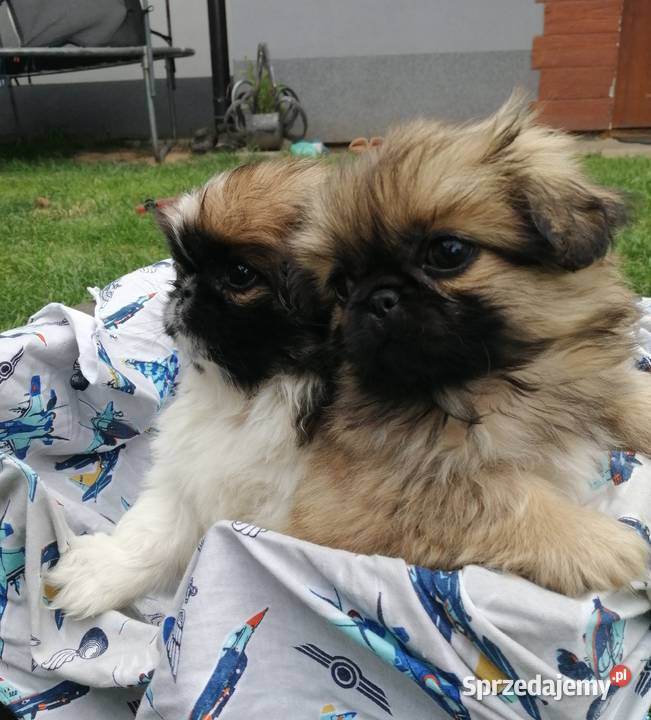 pekińczyk królewski Starachowice