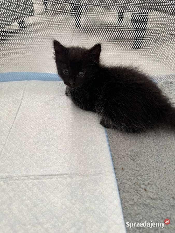 Rodowodowe kotki syberyjskie Świerzna