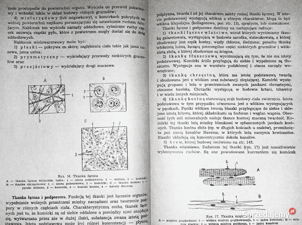 Repetytorium z biologii L Hausbrandt J Mazurowa miękka sprzedam