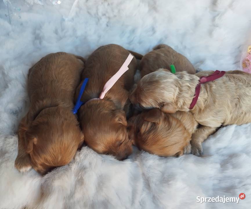 Cavapoo f1b Kraków