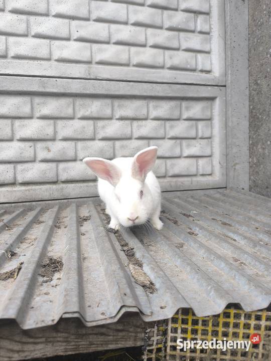 Sprzedam Samca Termondzki Biały Gryzonie Nowe Chrusty