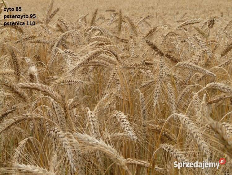 żyto ozime IGOR 1 centrali łódzkie Sieradz