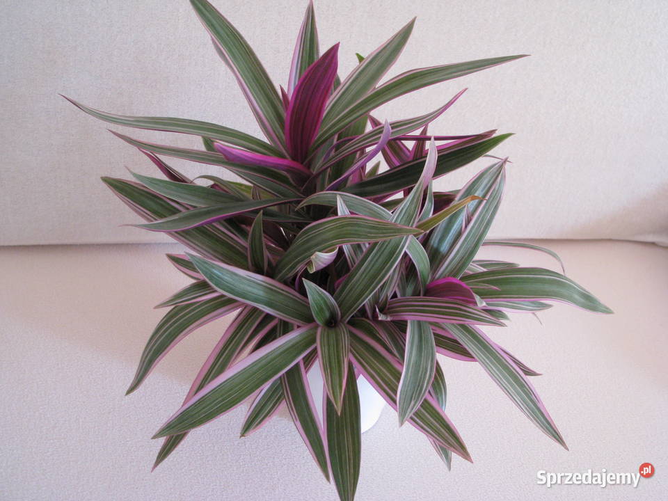 Reo meksykańskie trzykrotka tradeskancja piękna Brzegi