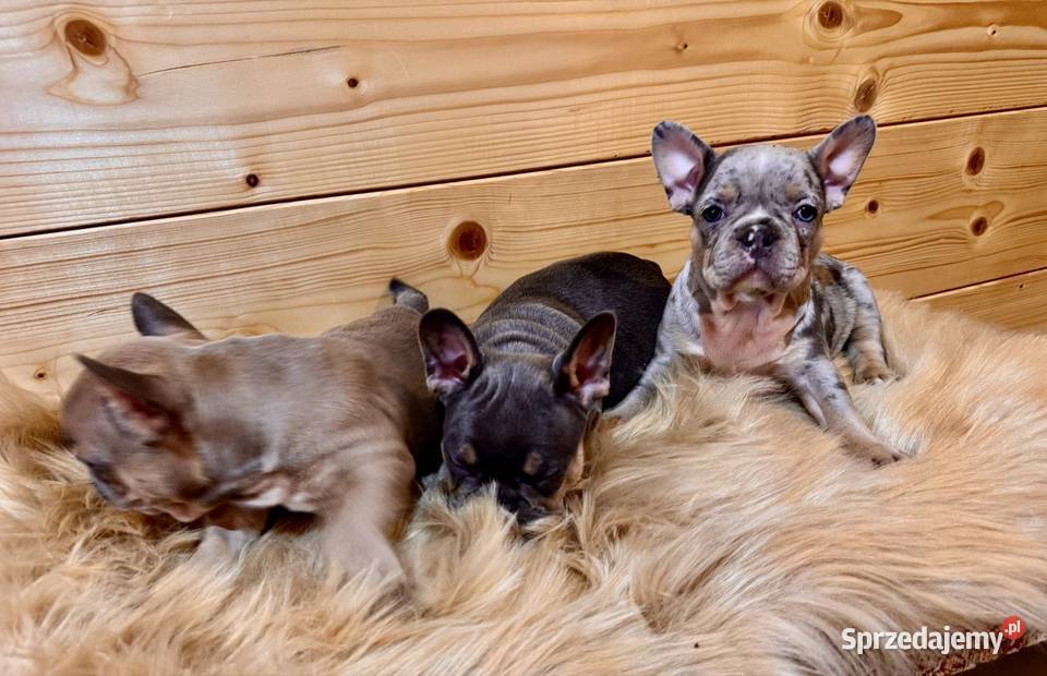Buldog francuski Komańcza sprzedam