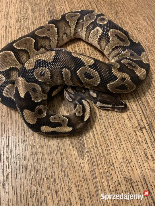 Pyton królewski Racibórz