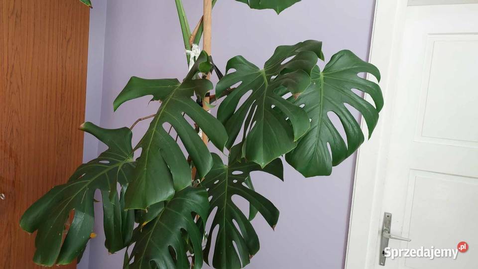 Monstera o wysokości 190 Pstrągowa