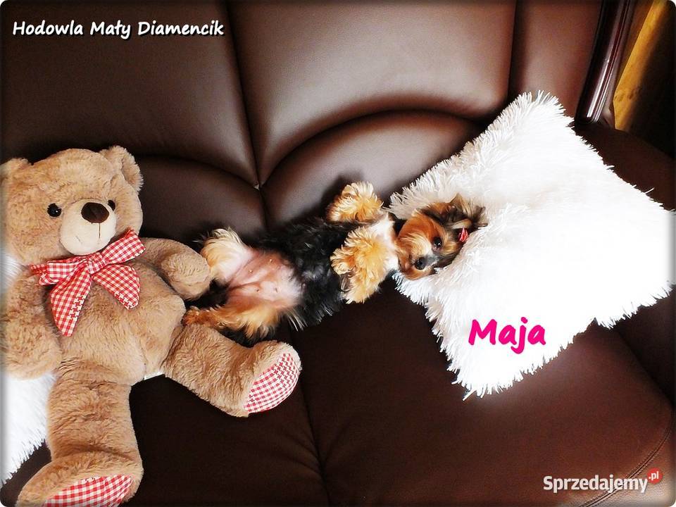 Yorkshire Terrier York Maja z Rodowodem do York Żary