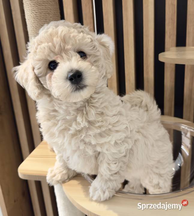 Piesek Bichpoo Zalesie Górne sprzedam