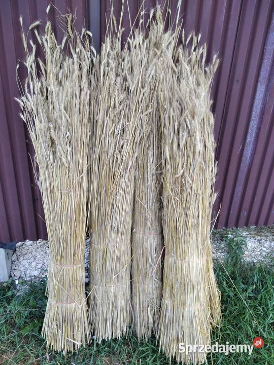 Słoma żytnia prosta Łopuszno