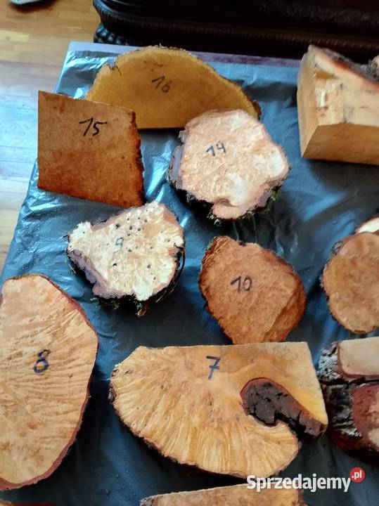 Czeczot topola klon akacja kasztan Nowy Tomyśl