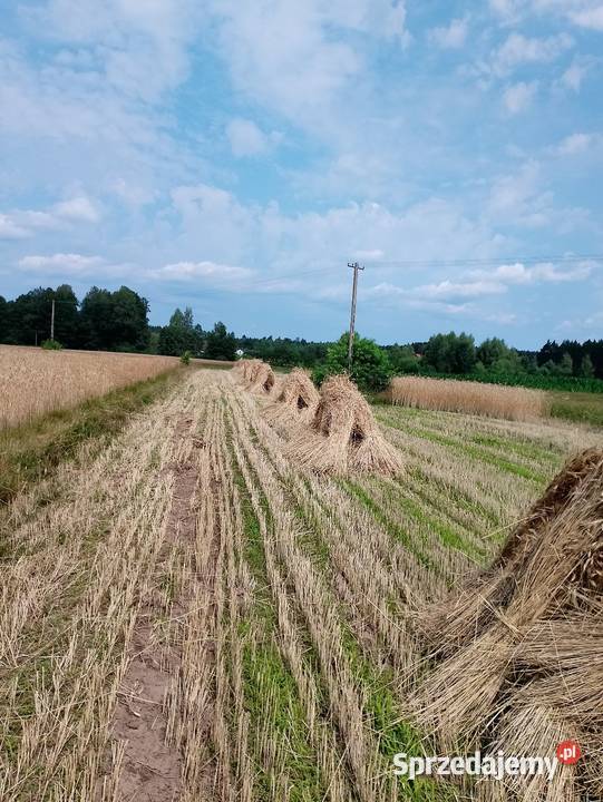 Słoma żytnia prosta skoszona snopowiązałką świętokrzyskie Kielce