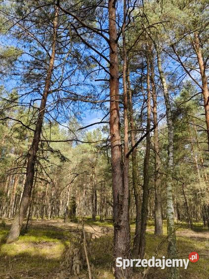 Las sosnowy 50letnipastwiska 9111 m Pustelnik