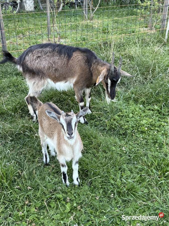 Koza Kozy matka z córką podkarpackie Godowa