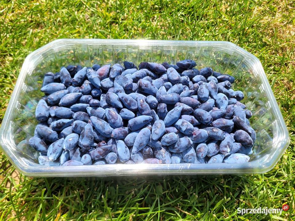 Jagody kamczackie owoce Owoce Łazy