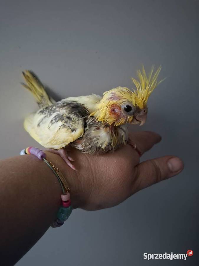 Papugi nimfy ręcznie karmione wielkopolskie