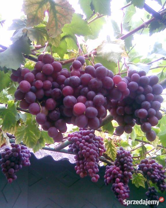 Sadzonki winorośli Ukraina podkarpackie