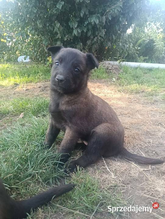 Owczarek belgijski malinois Owczarek podkarpackie Jedlicze