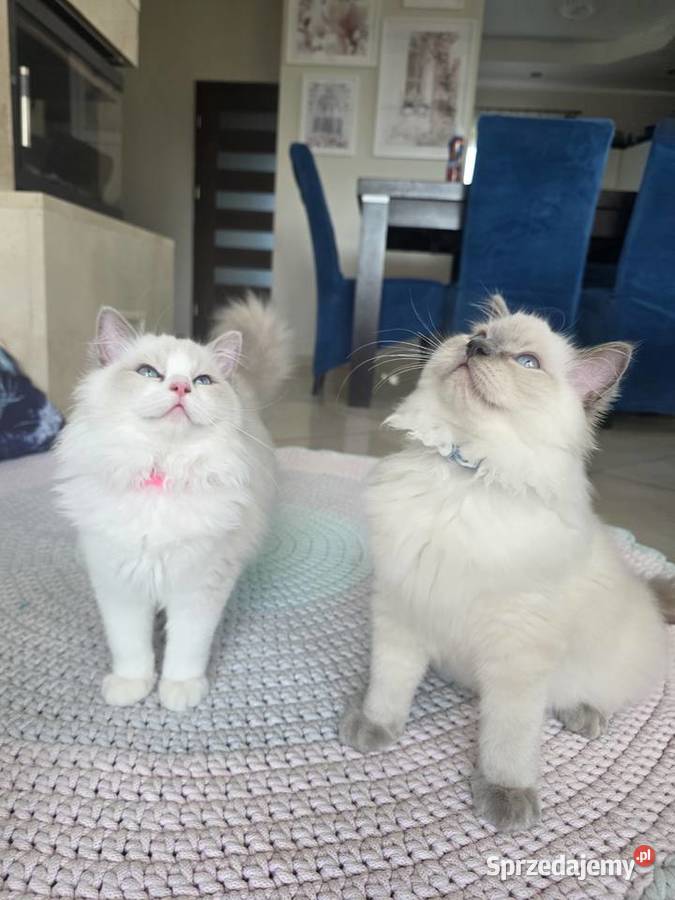 Urocza Lilly kotka hodowlana do hodowli FPL Fife wielkopolskie Uścikowo