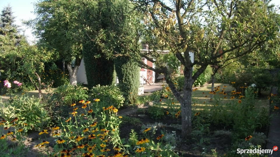 Sprzedam ogródek działkowy na terenie ROD HUTNIK woda Chorzów