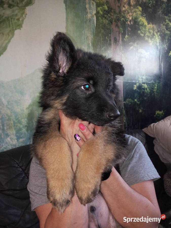 OWCZAREK NIEMIECKI DŁUGOWŁOSYSZCZENIĘTA Szczecin