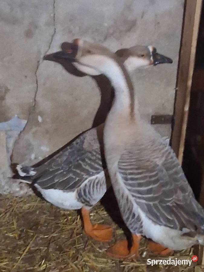 Sprzedam gęsi śląskie Bestwina