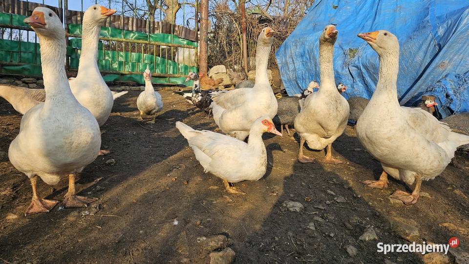 Gęsi białe Swojskie Boguchwałowice