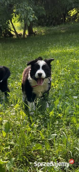 Szczenięta Border Collie DO ODBIORU Biała Góra