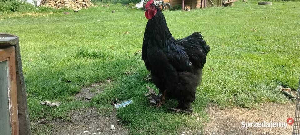 Kochin olbrzymi kogut Tokarówka