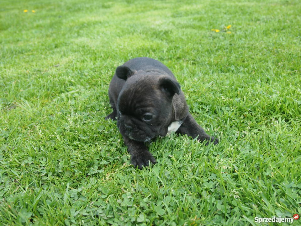 Buldog Francuski piesek Skierniewice